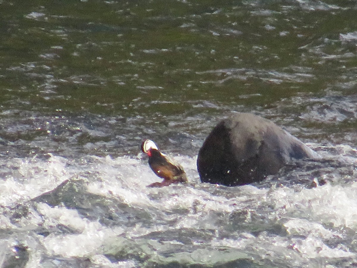 Torrent Duck - ML638404975