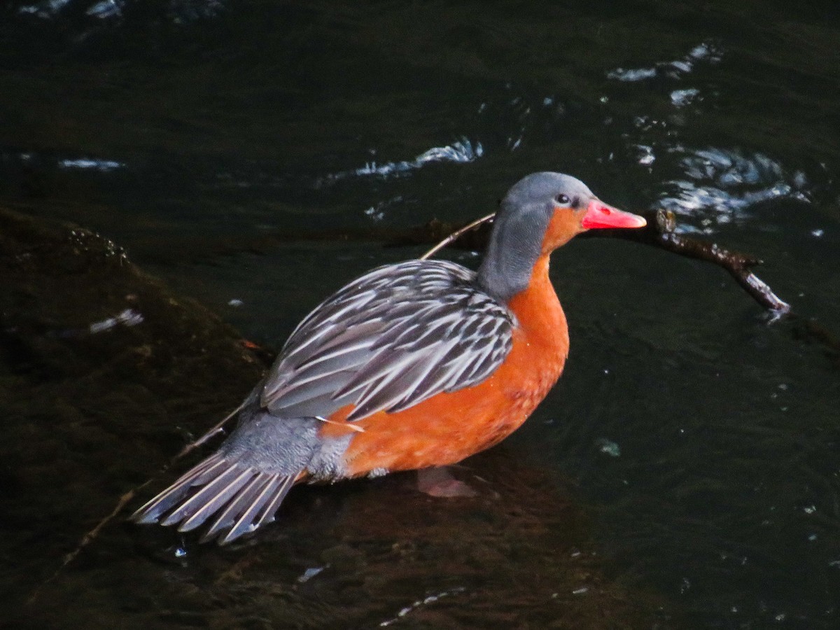 Torrent Duck - ML638404977