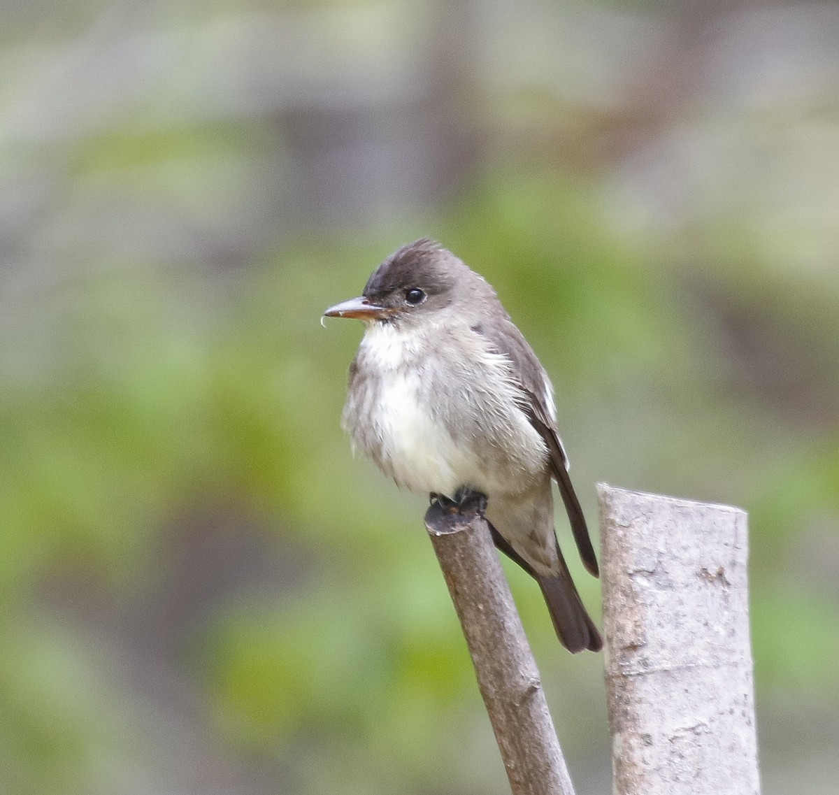 Olive-sided Flycatcher - ML638404980