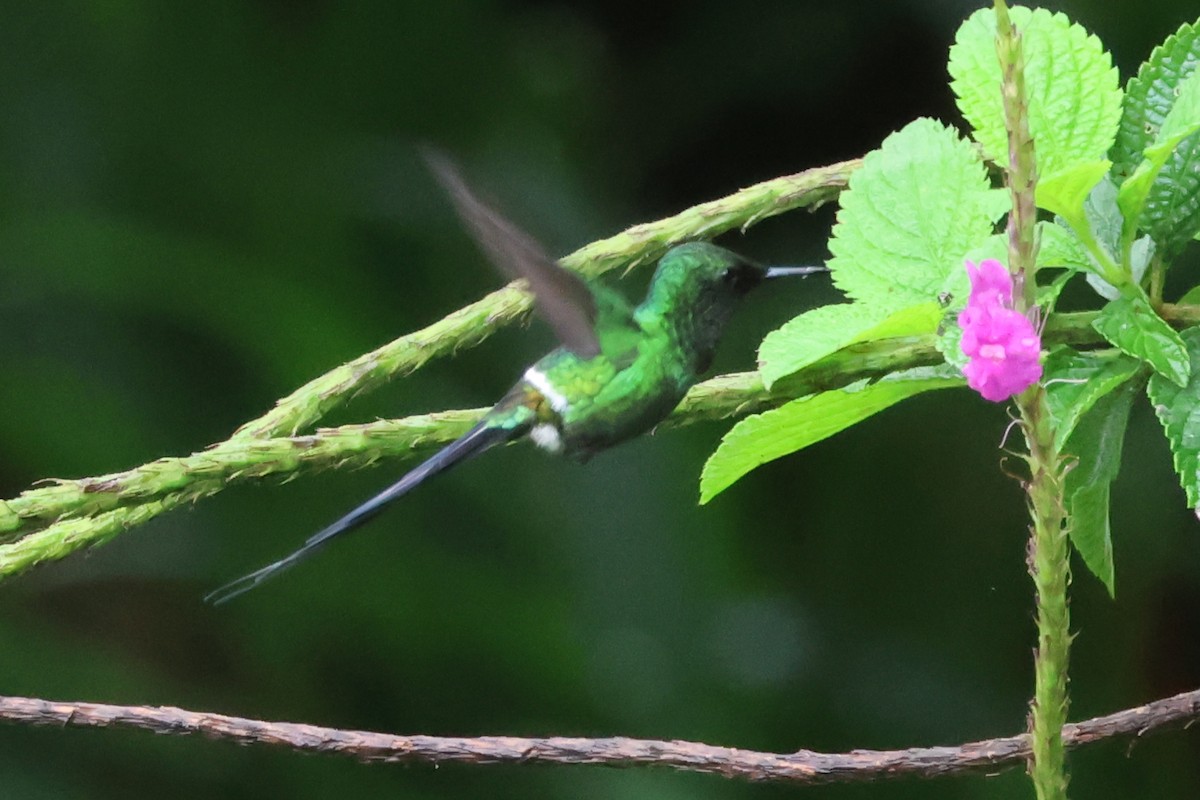 Green Thorntail - ML638404994