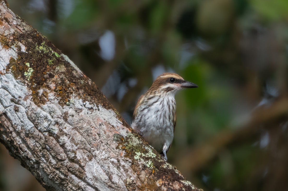Streaked Flycatcher - ML638405019