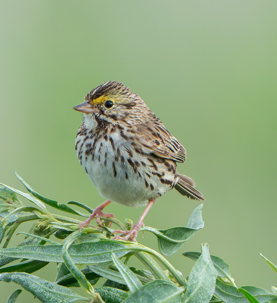 Savannah Sparrow - ML638405068