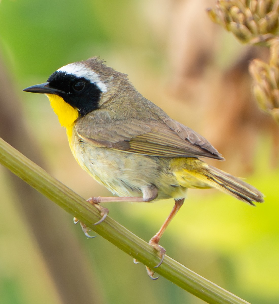 Common Yellowthroat - ML638405075