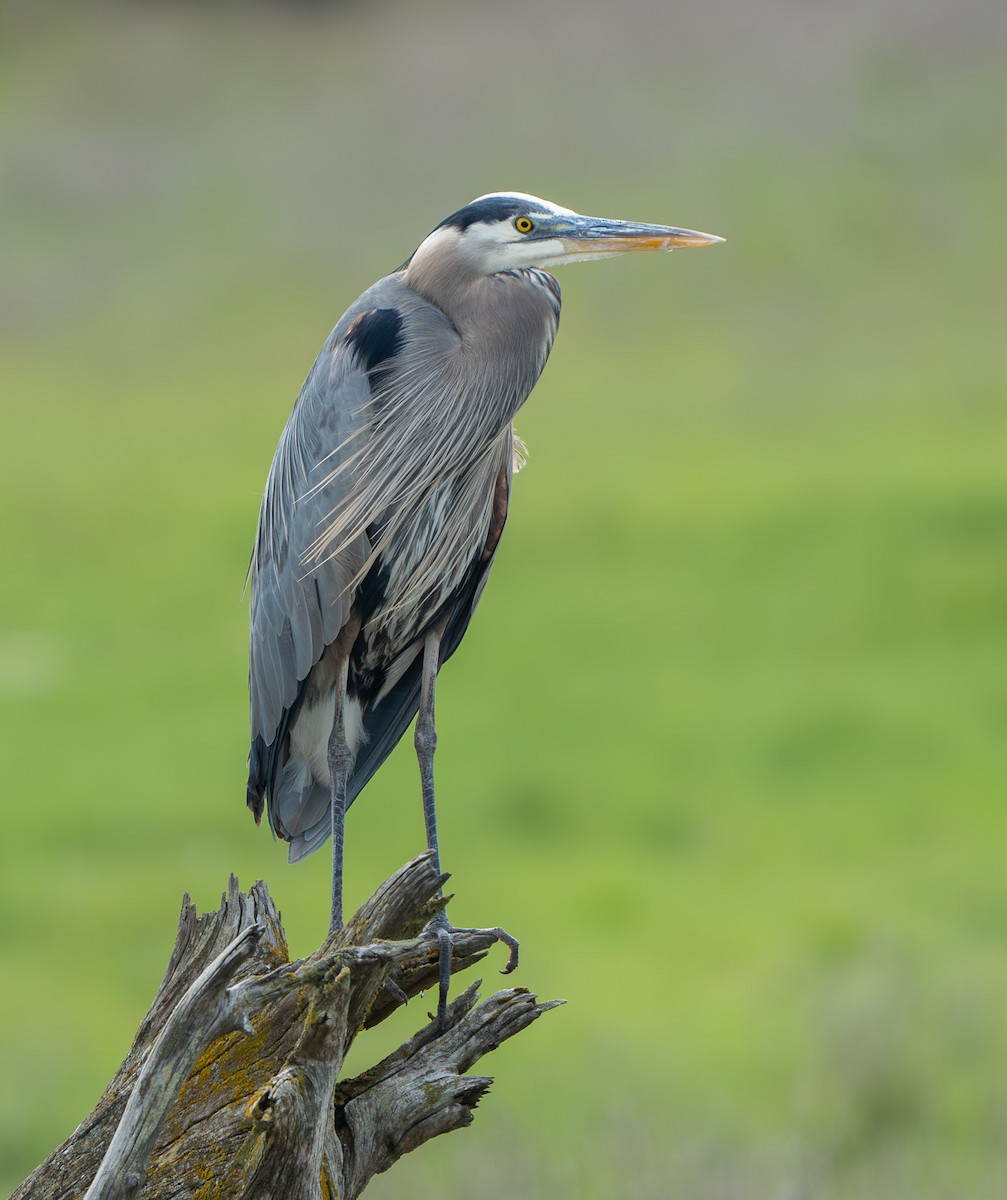 Great Blue Heron (Great Blue) - ML638405088