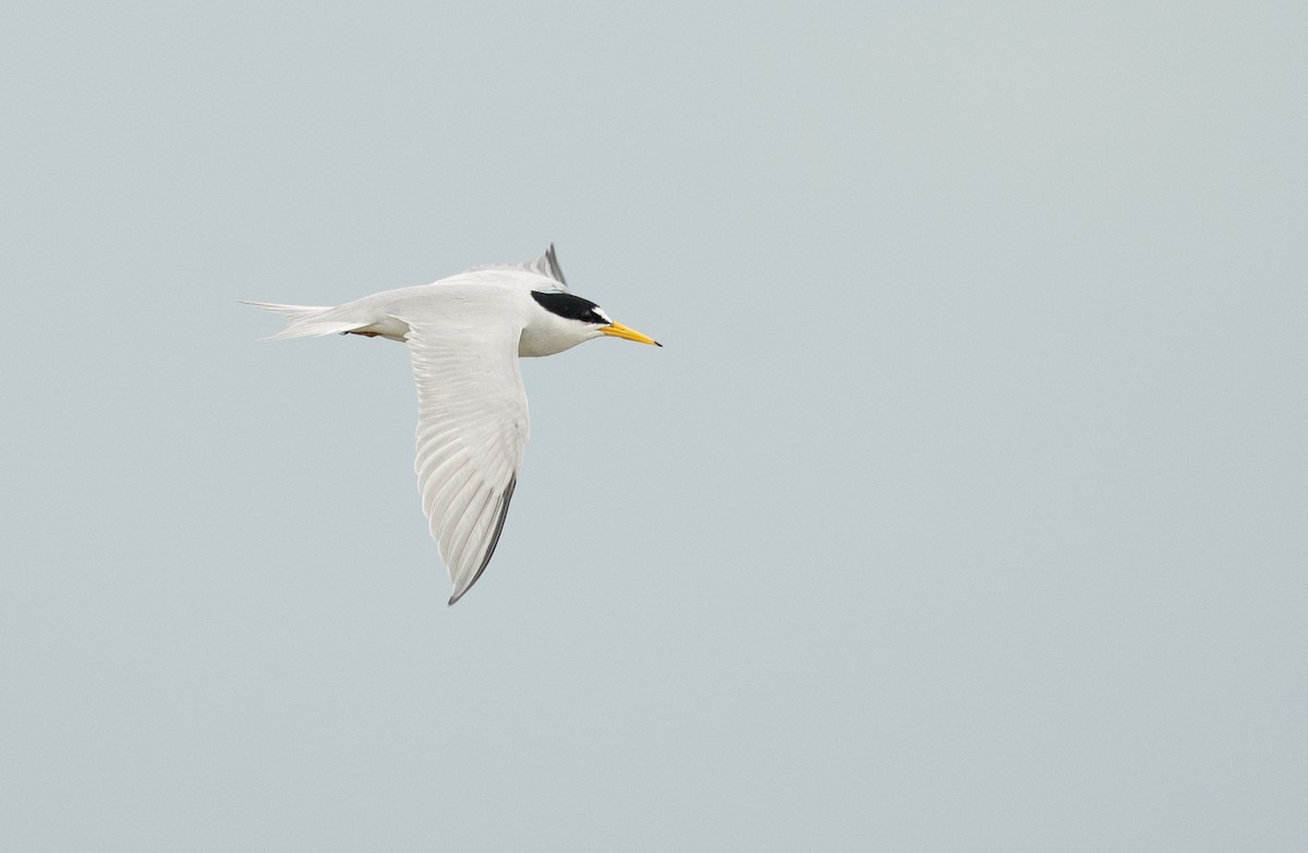 Least Tern - ML638405106