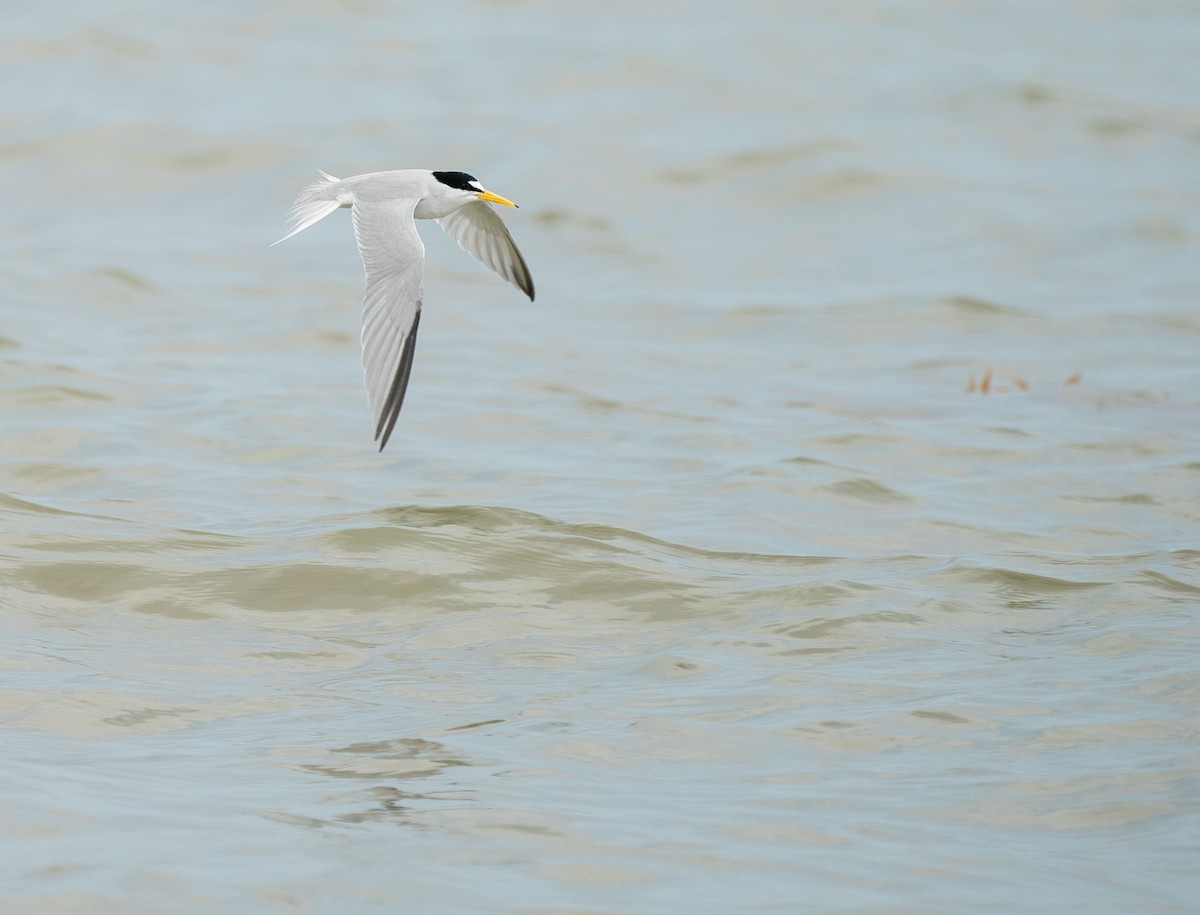 Least Tern - ML638405107