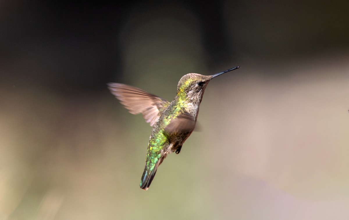 Broad-tailed Hummingbird - ML638405114
