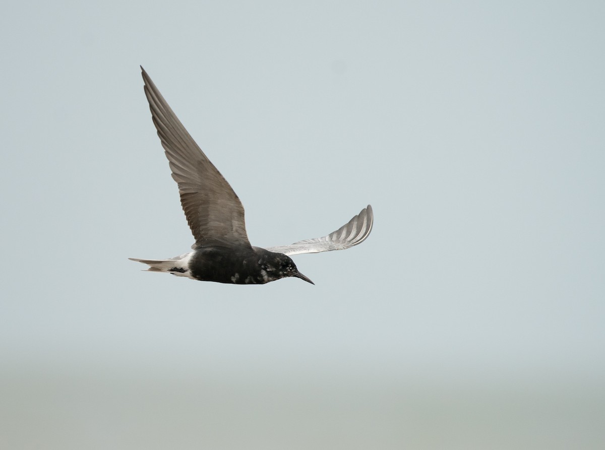 Black Tern - ML638405115