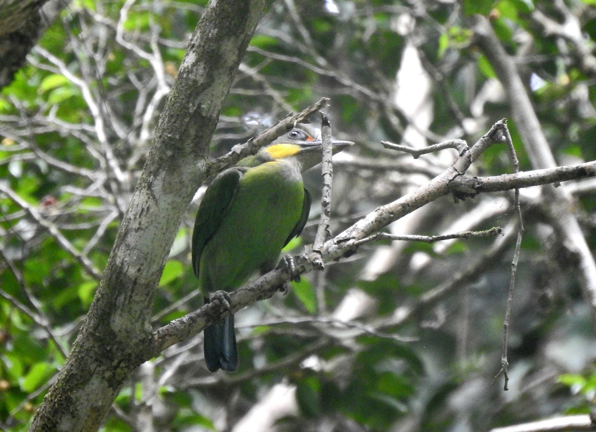 Gold-whiskered Barbet - ML638405119