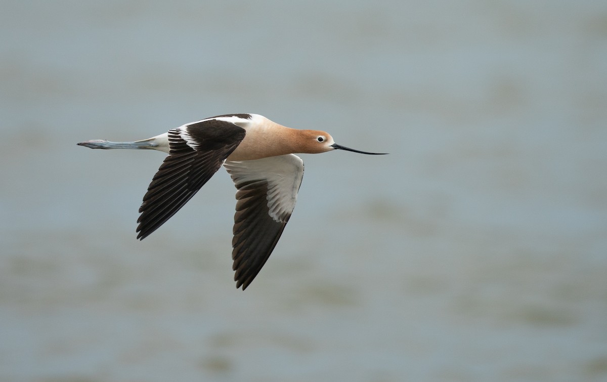 American Avocet - ML638405122