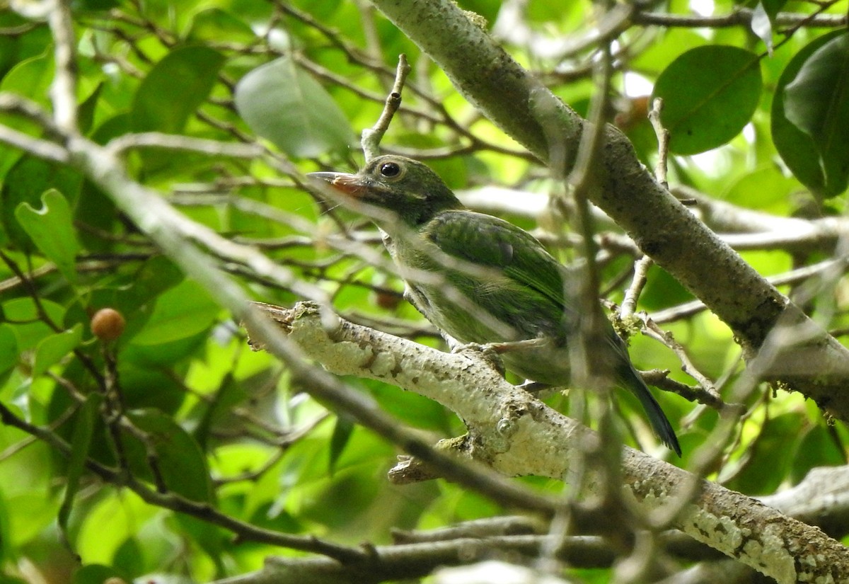 Black-eared Barbet - ML638405138