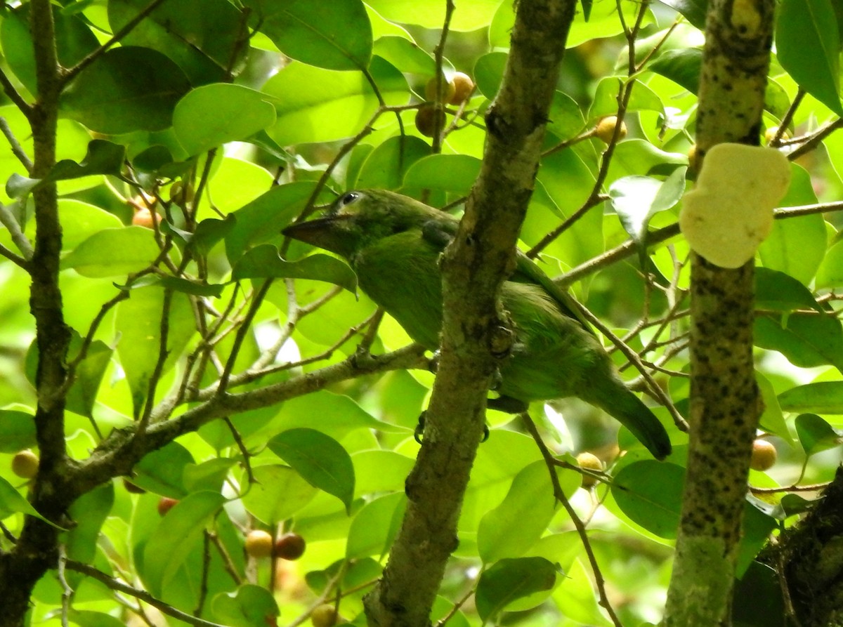 Black-eared Barbet - ML638405139