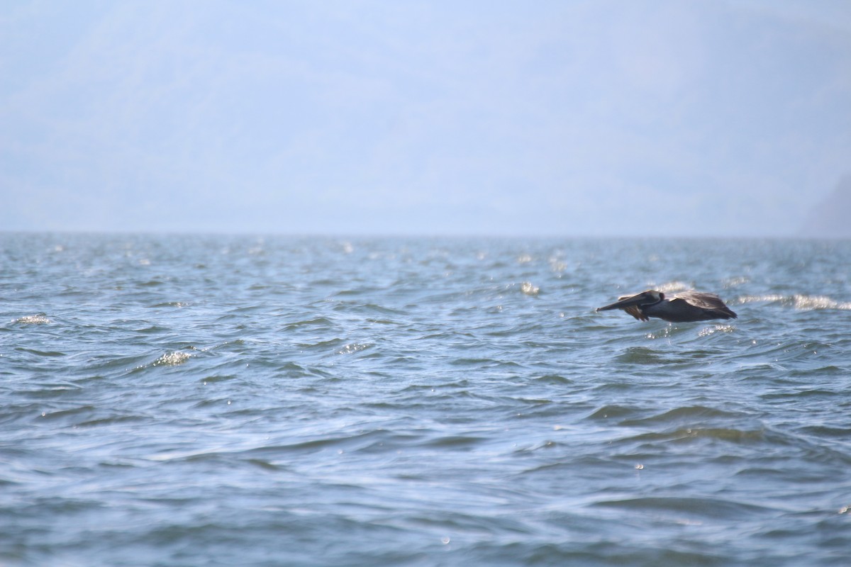 Brown Pelican - ML638405140