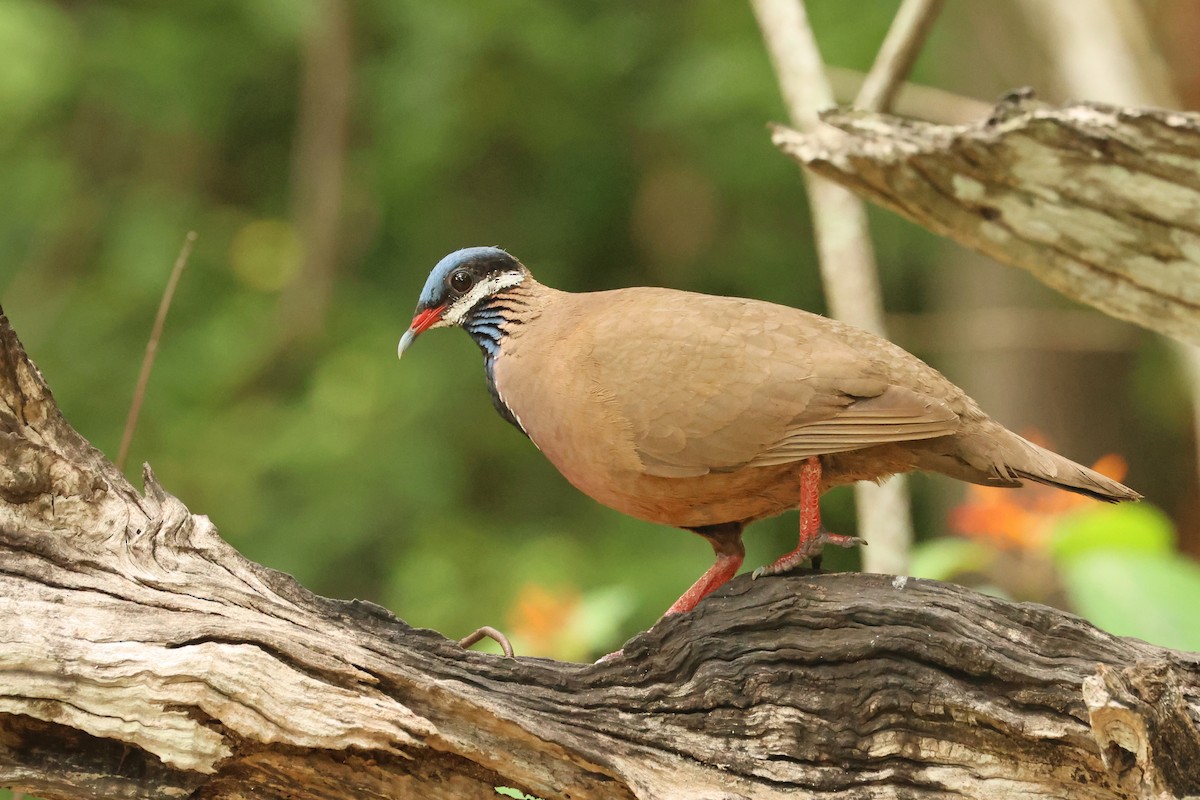 Blue-headed Quail-Dove - ML638405178