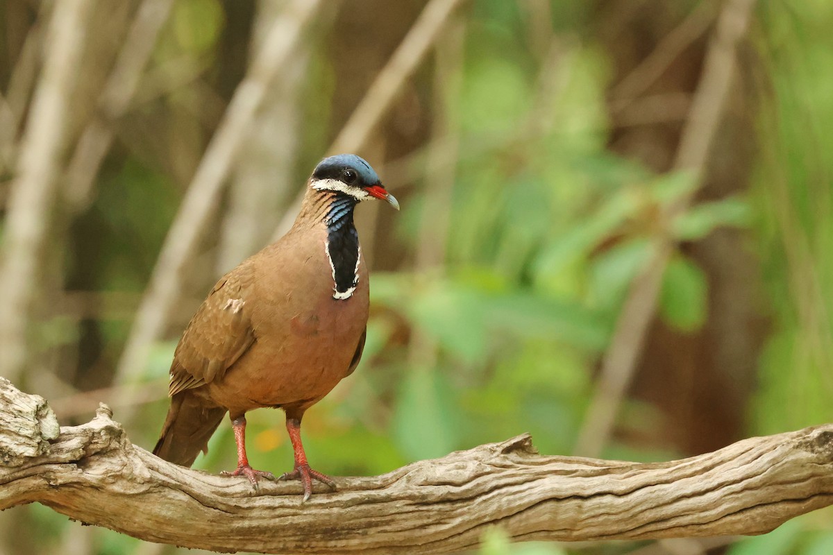Blue-headed Quail-Dove - ML638405179