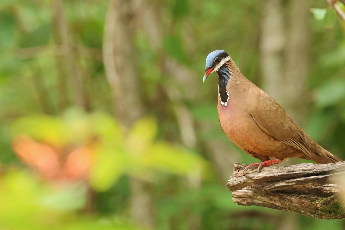 Blue-headed Quail-Dove - ML638405180