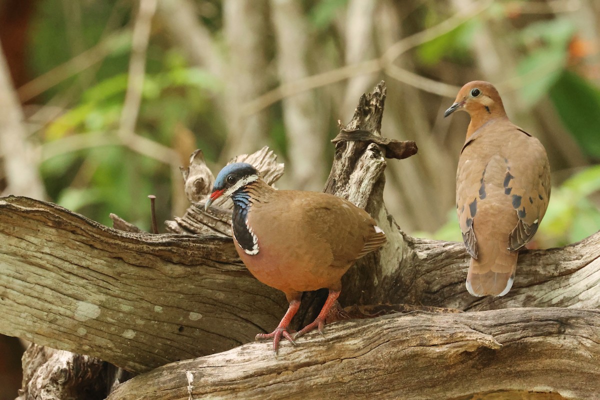 Blue-headed Quail-Dove - ML638405183