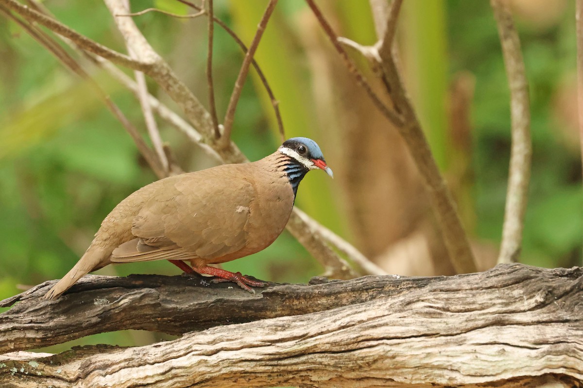 Blue-headed Quail-Dove - ML638405184