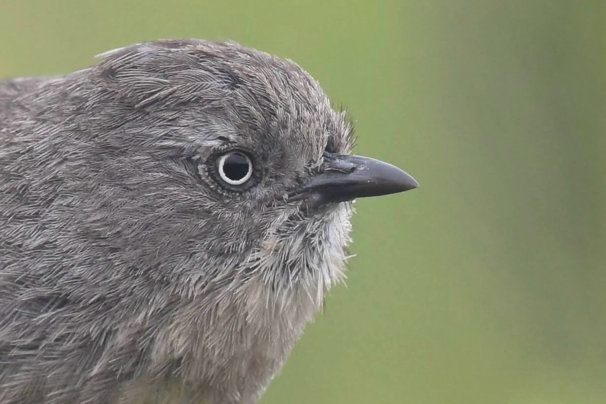 Wrentit - ML638405200