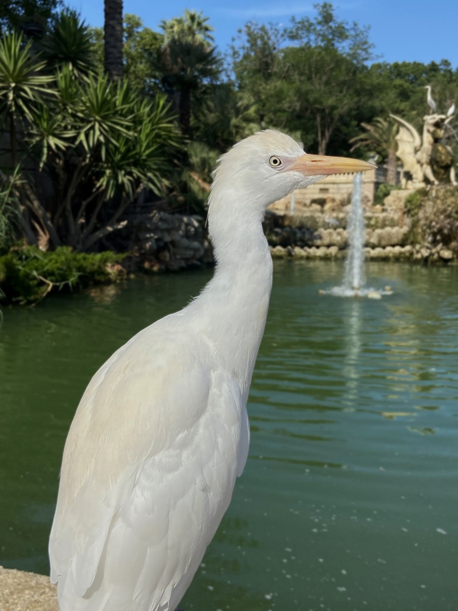 Western Cattle-Egret - ML638405202
