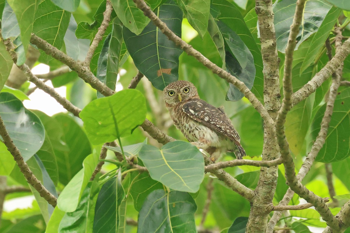 Cuban Pygmy-Owl - ML638405203