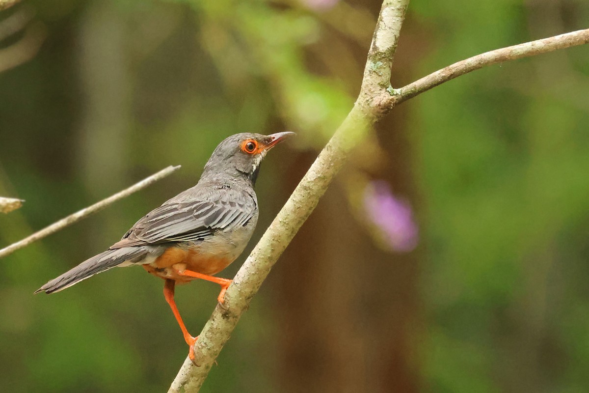 Red-legged Thrush (Cuban) - ML638405221