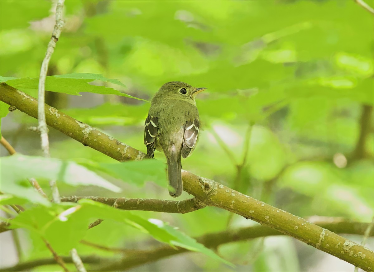 Yellow-bellied Flycatcher - ML638405236