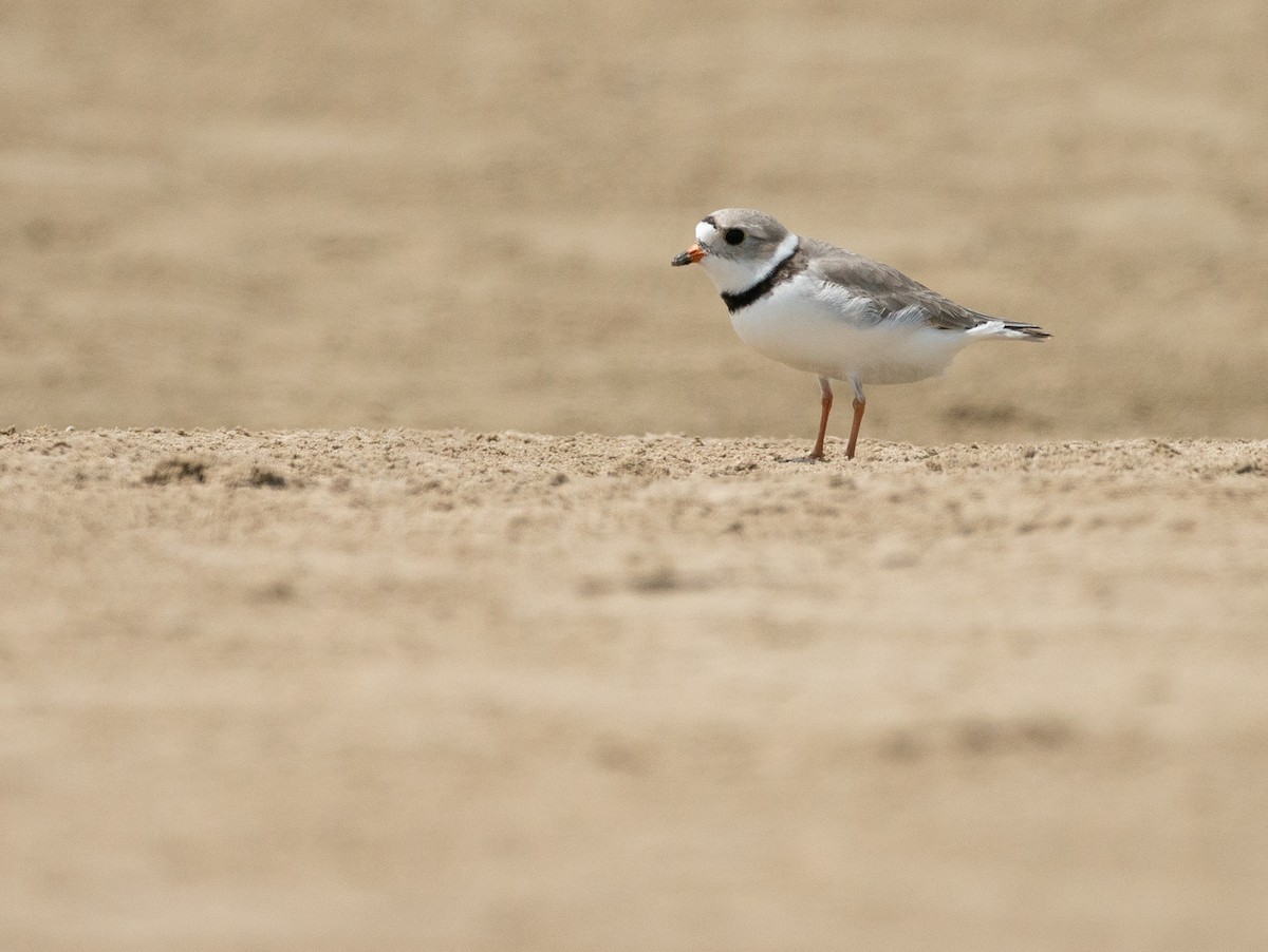 Piping Plover - ML638405264