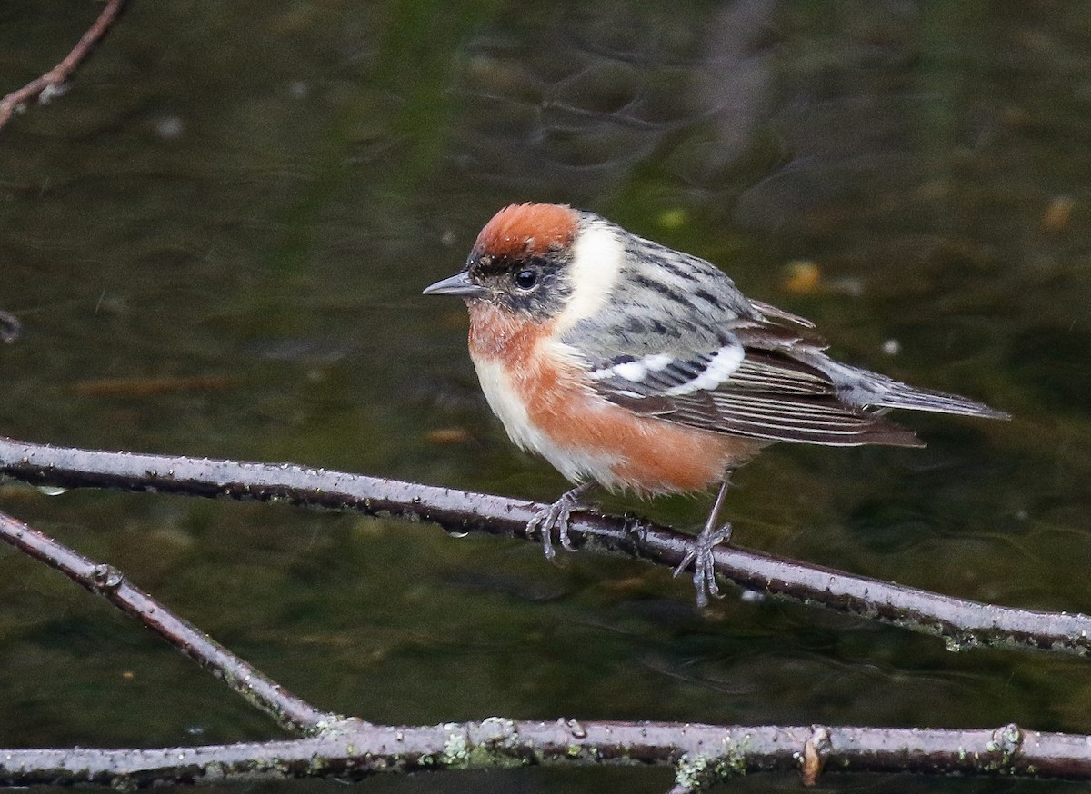 Braunkehl-Waldsänger - ML638405275