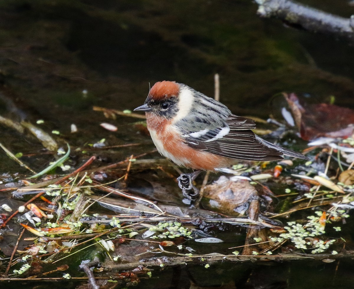 Bay-breasted Warbler - ML638405276