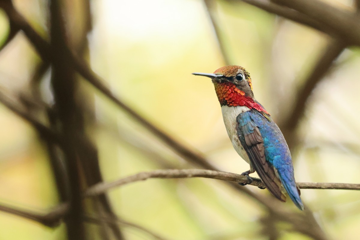 Bee Hummingbird - ML638405278