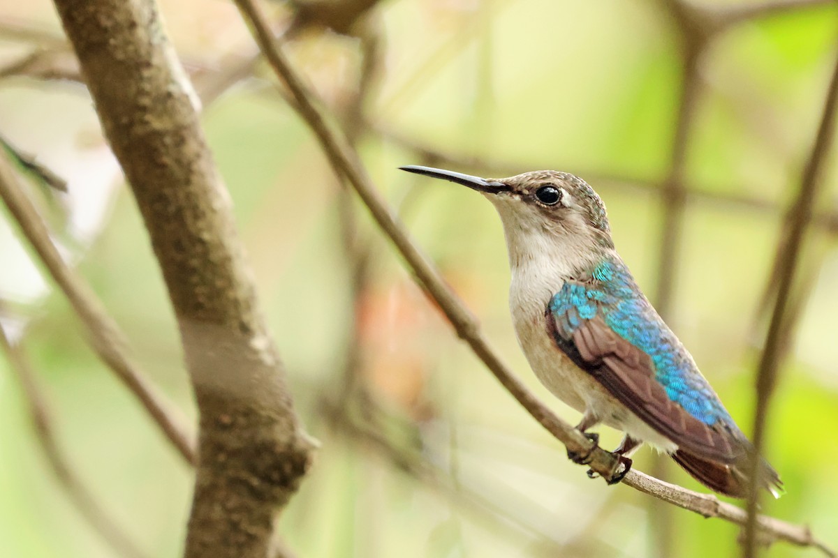 Bee Hummingbird - ML638405279