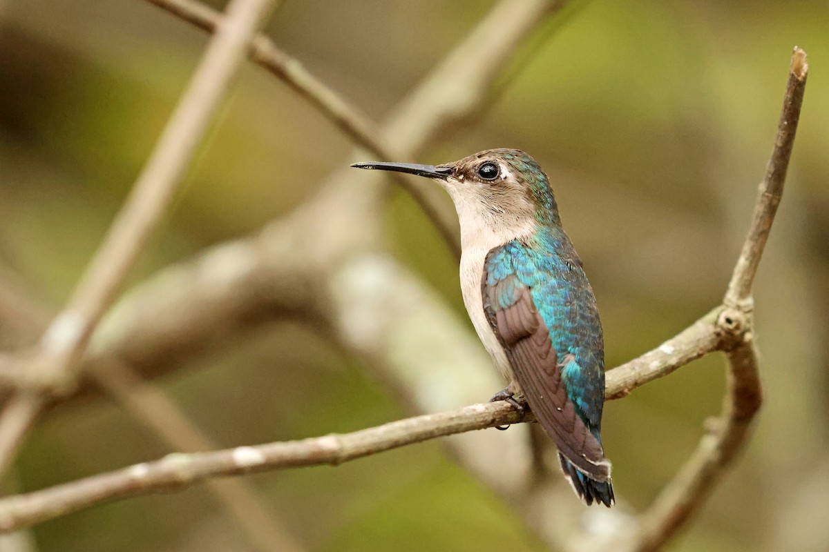 Bee Hummingbird - ML638405280