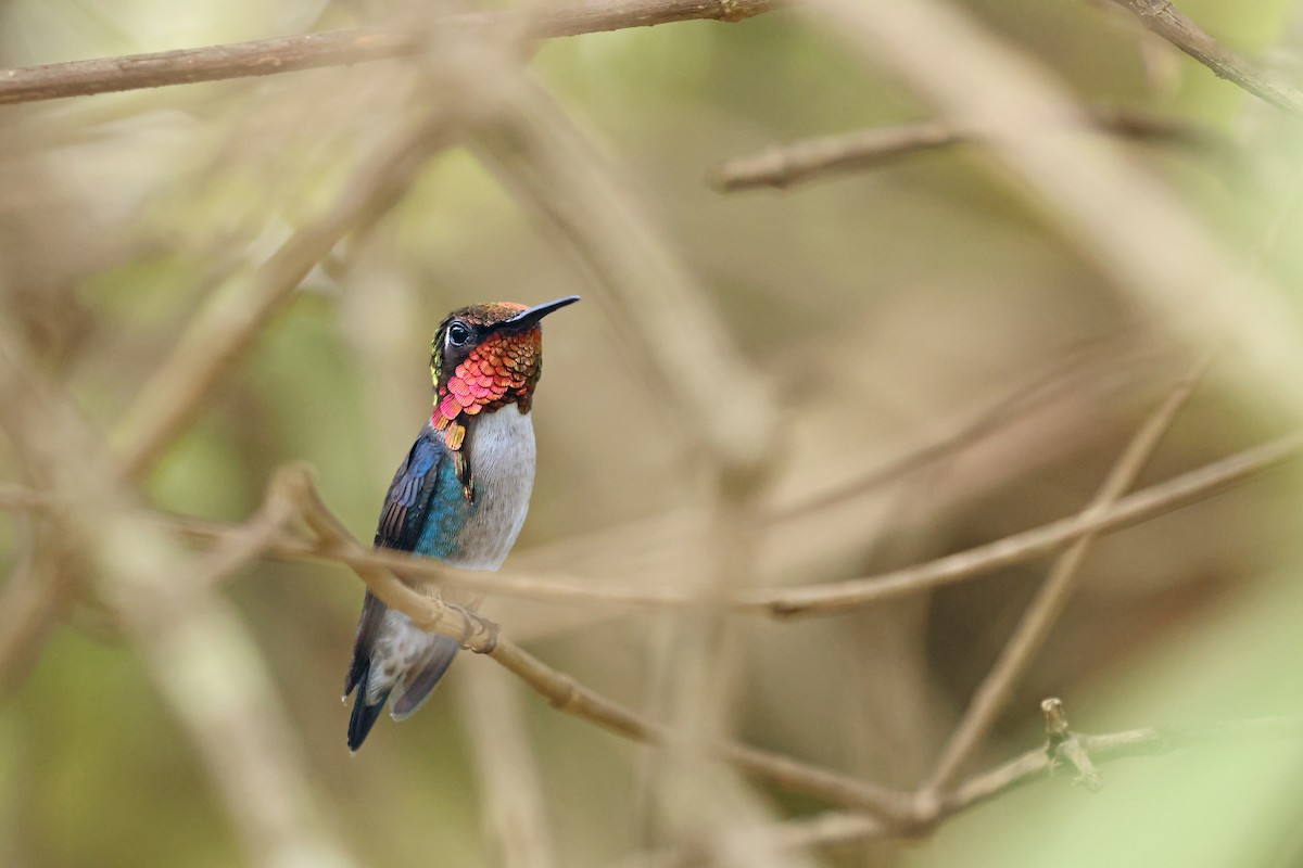 Bee Hummingbird - ML638405281