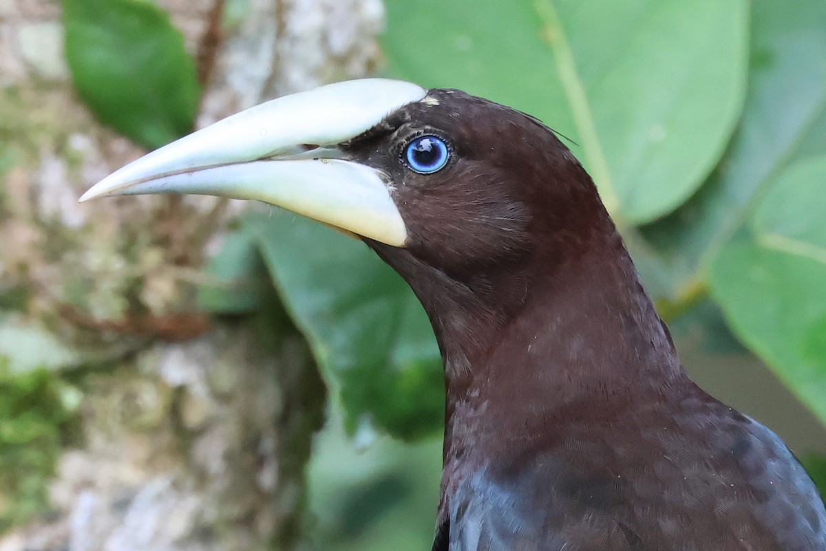 Chestnut-headed Oropendola - ML638405291