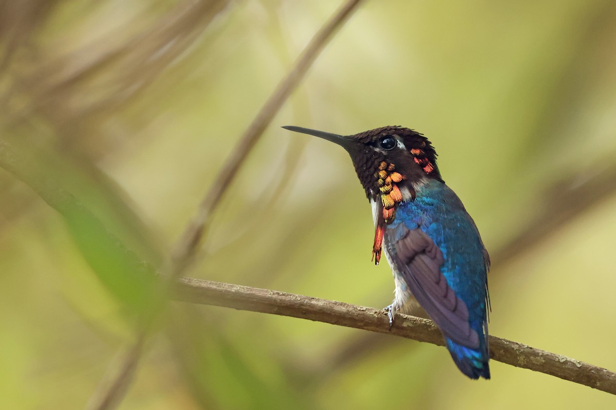 Bee Hummingbird - ML638405295