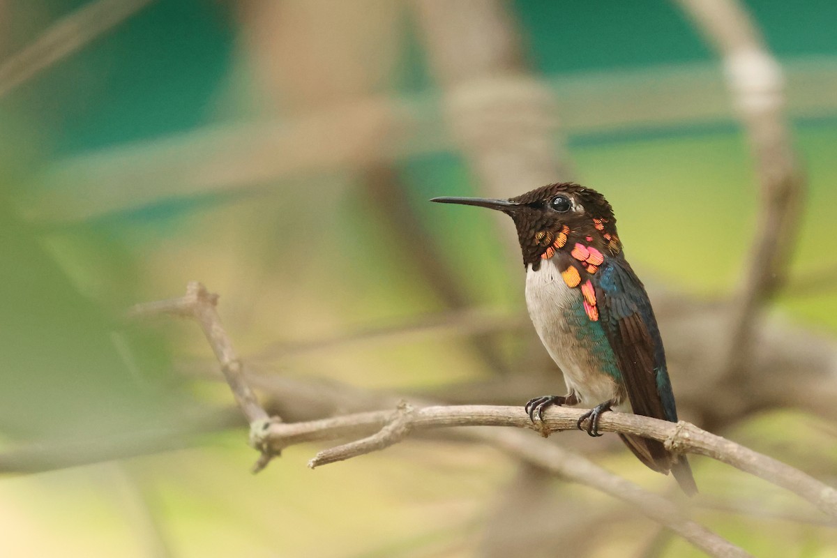 Bee Hummingbird - ML638405296