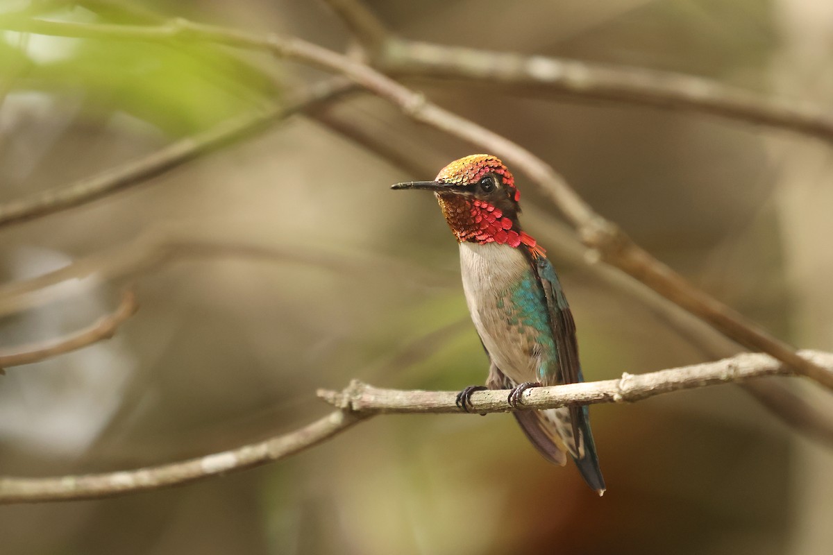 Bee Hummingbird - ML638405298