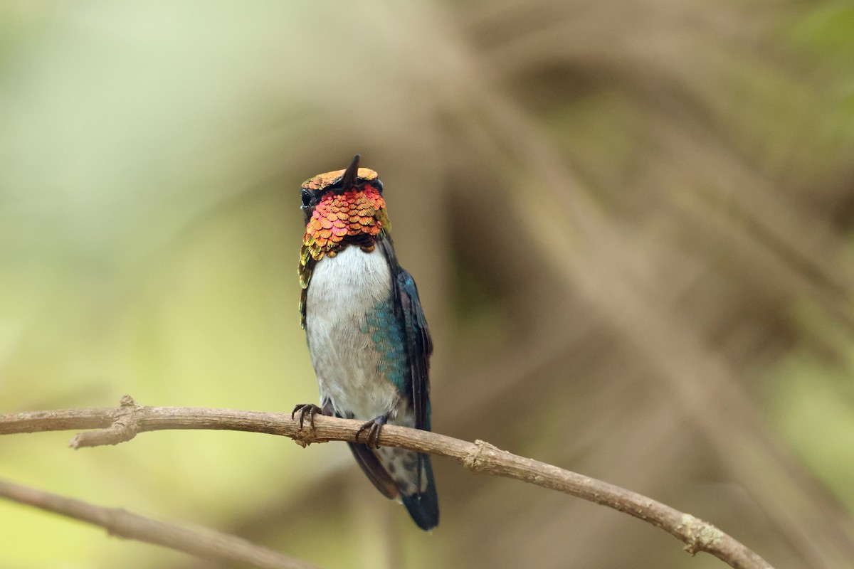 Bee Hummingbird - ML638405299