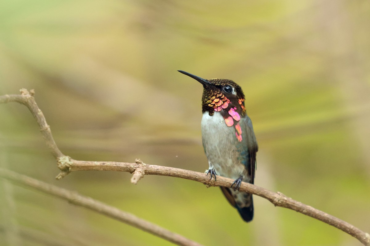 Bee Hummingbird - ML638405300