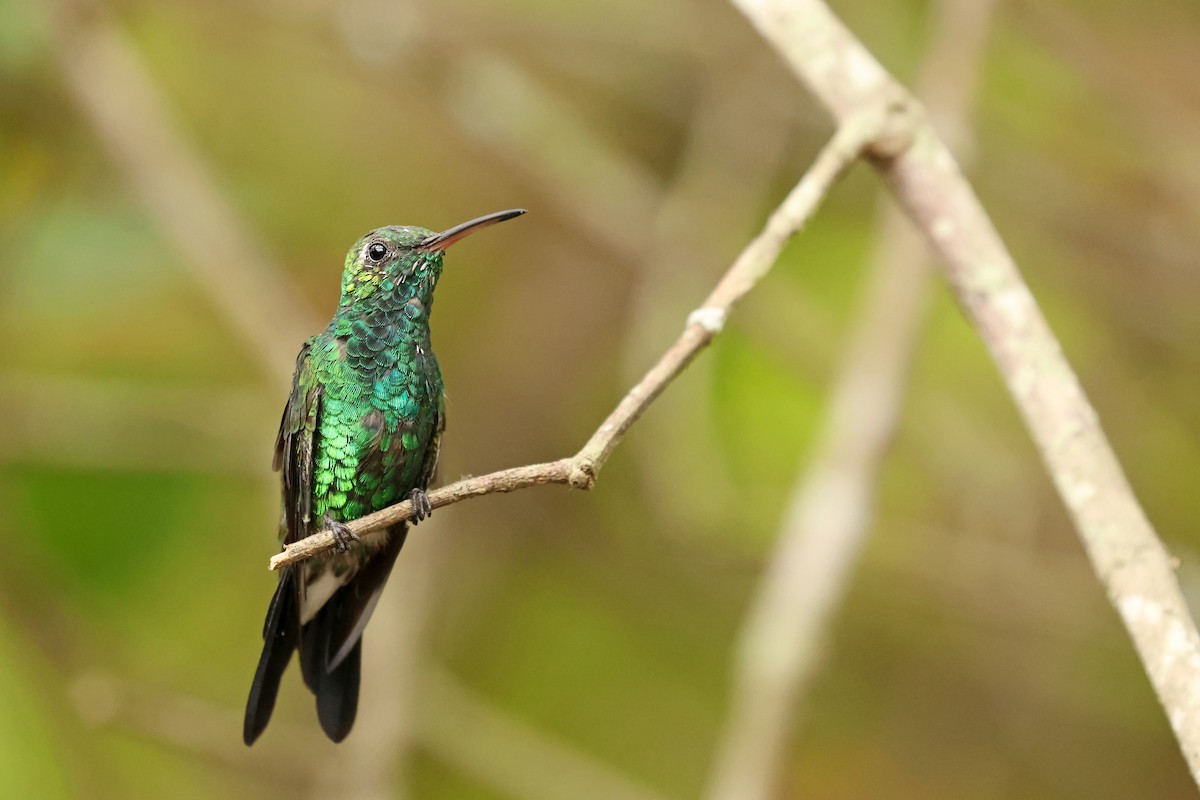 Cuban Emerald - ML638405310