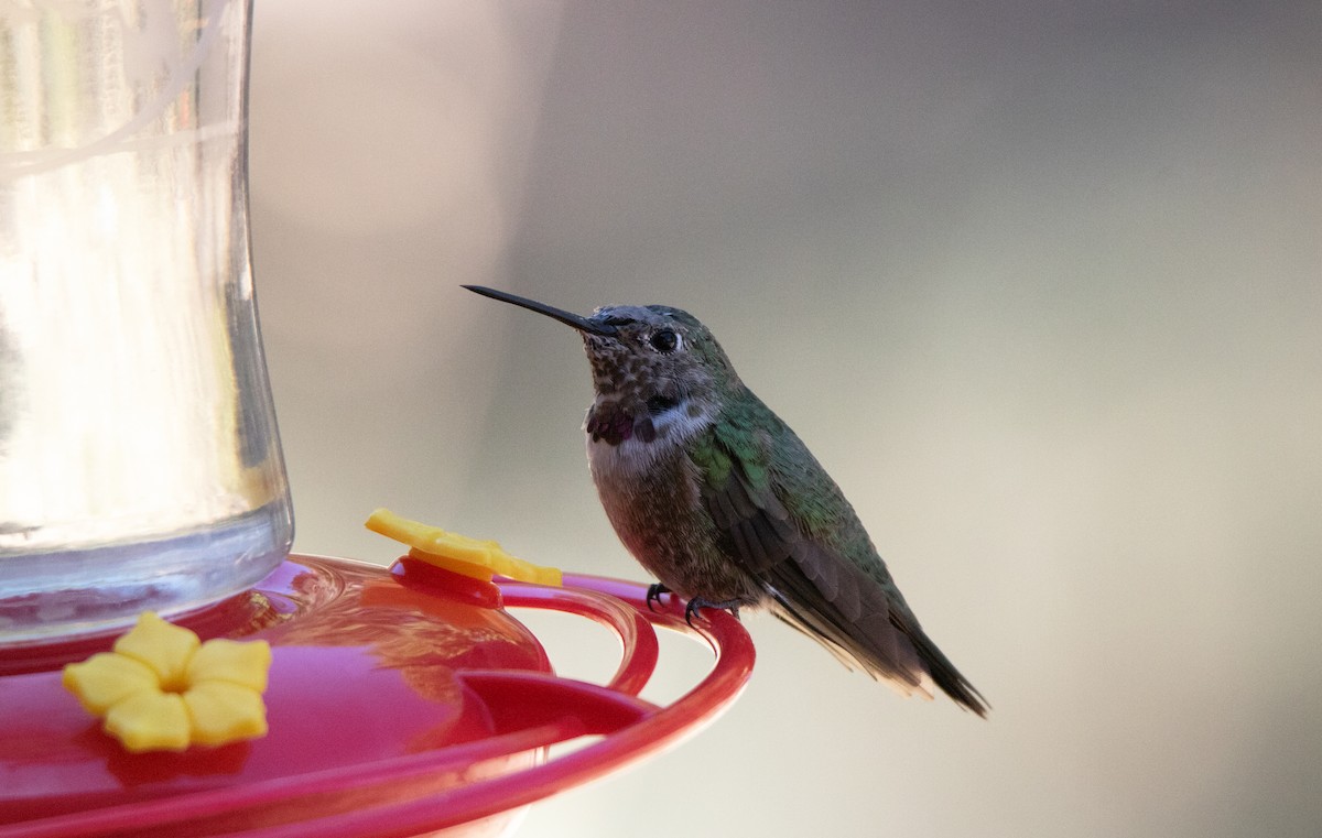 Broad-tailed Hummingbird - ML638405337