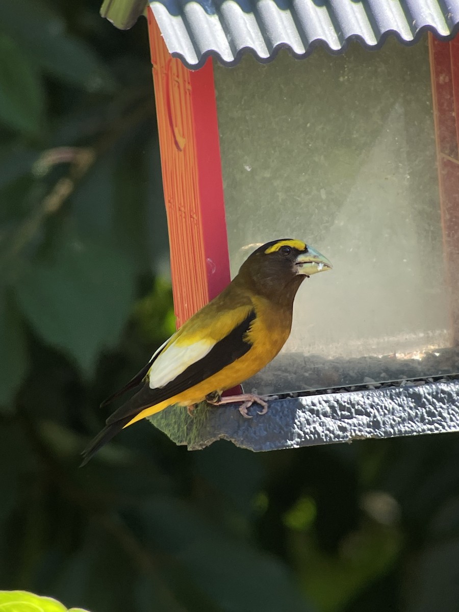 Evening Grosbeak - ML638405360