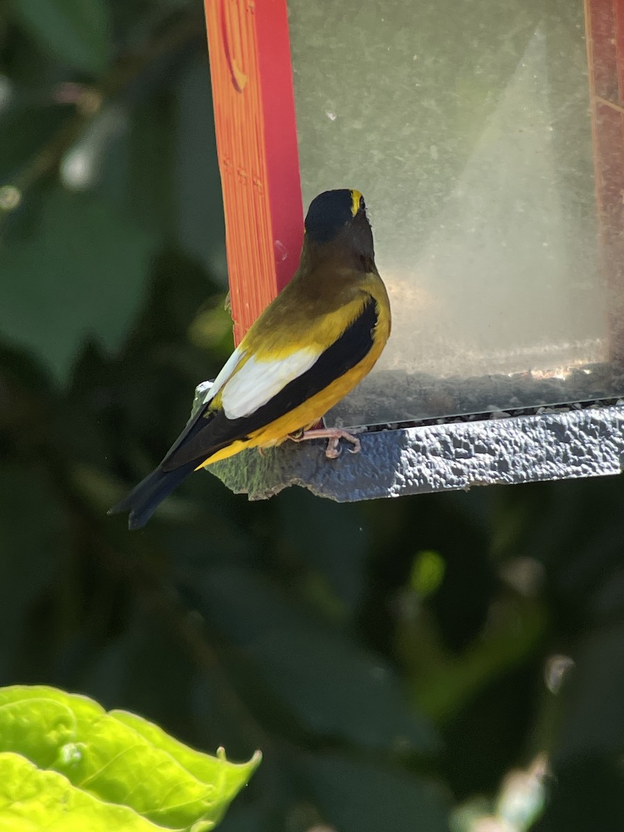 Evening Grosbeak - ML638405361