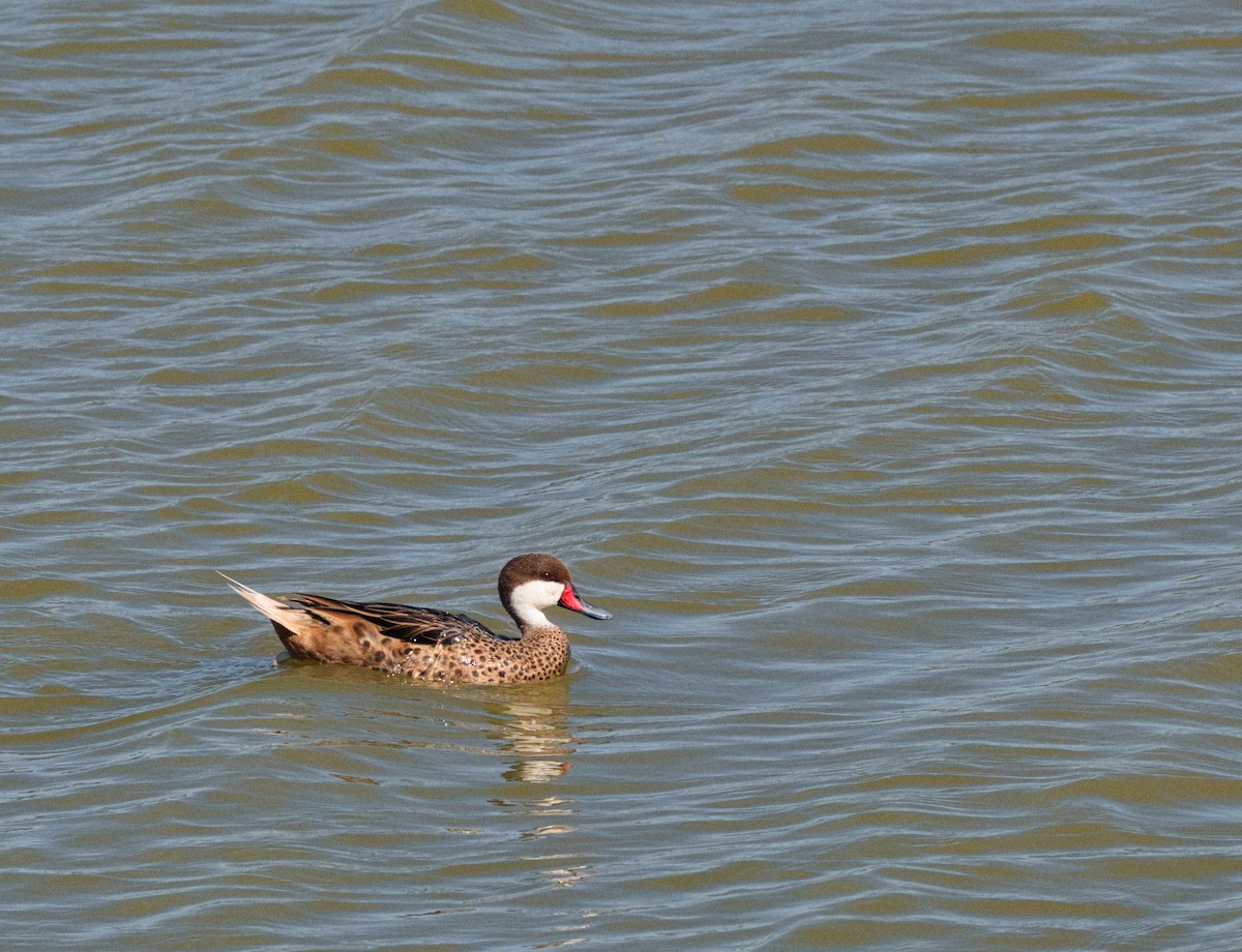 White-cheeked Pintail - ML638405371
