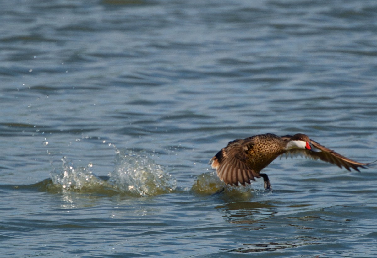 White-cheeked Pintail - ML638405372