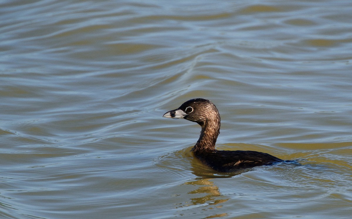 Pied-billed Grebe - ML638405382