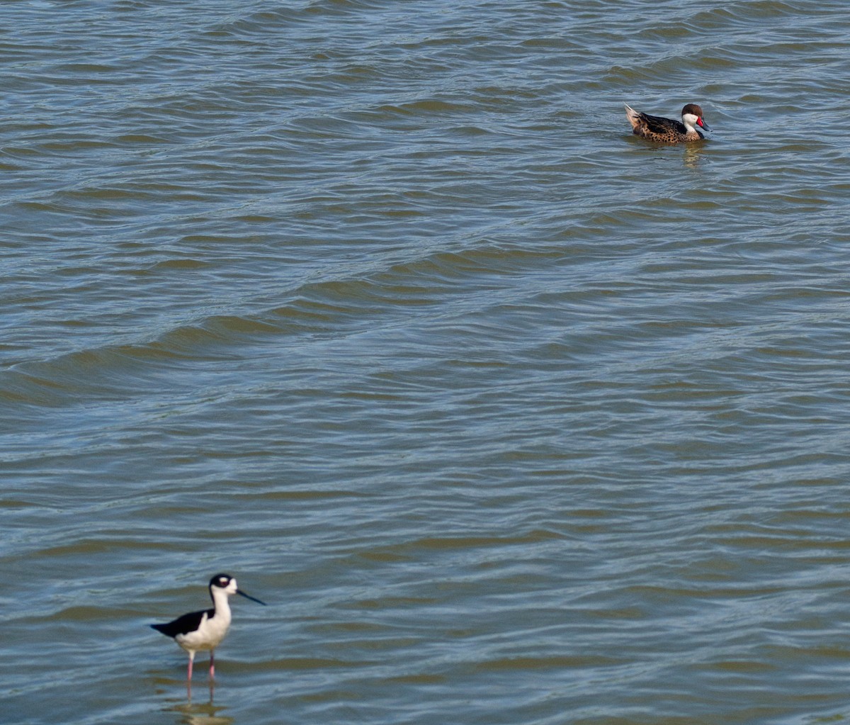 Black-necked Stilt - ML638405387