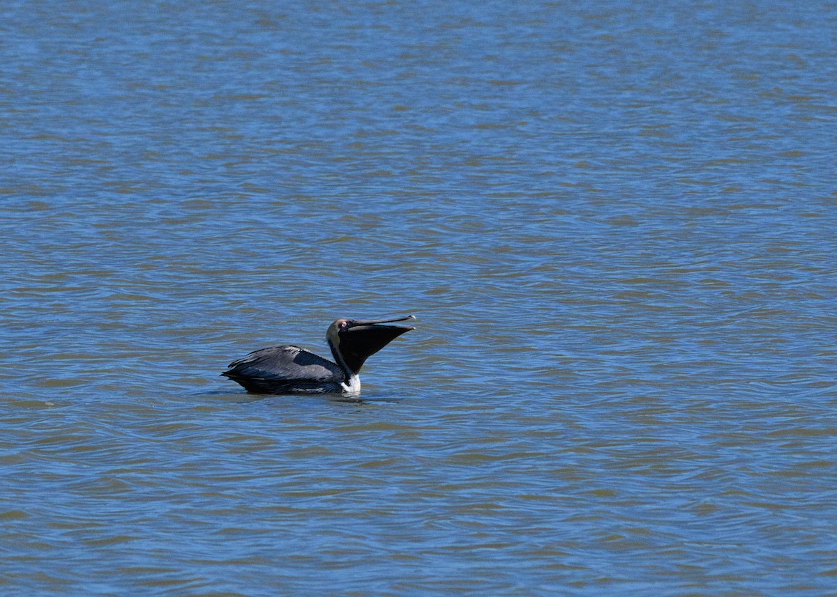 Brown Pelican - ML638405400
