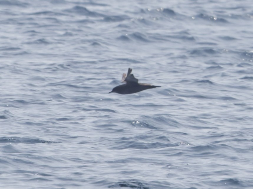 Sooty Shearwater - ML638405425
